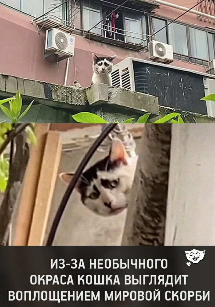 ИЗ ЗА НЕОБЫЧНОГО ОКРАСА КОШКА ВЫГЛЯДИТ ВОПЛОЩЕНИЕМ МИРОВОЙ СКОРБИ