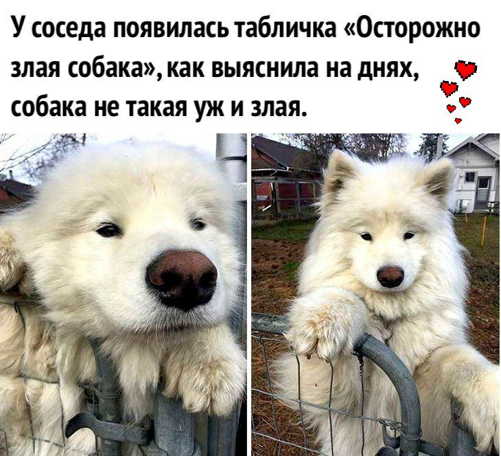 У соседа появилась табличка Осторожно злая собака как выяснила на днях собака не такая уж и злая