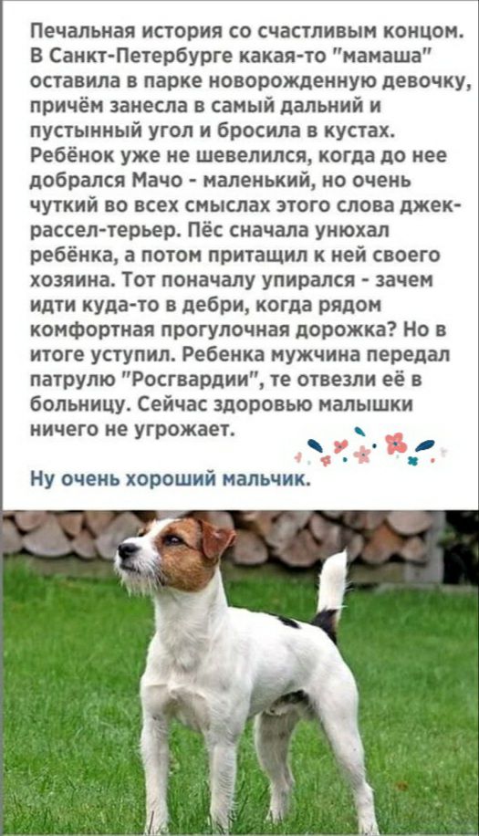 Печальная история со счастливым концом В Санкт Петербурге какая то мамаша оставила в парке новорожденную девочку причём занесла в самый дальний и пустынный угол и бросила в кустах Ребёнок уже не шевелился когда до нее добрался Мачо маленький но очень чуткий во всех смыслах этого слова джек рассеп терьер Пёс сначала унюхал ребёнка а потом притащил к ней своего хозяина Тот поначалу упирался зачем ид