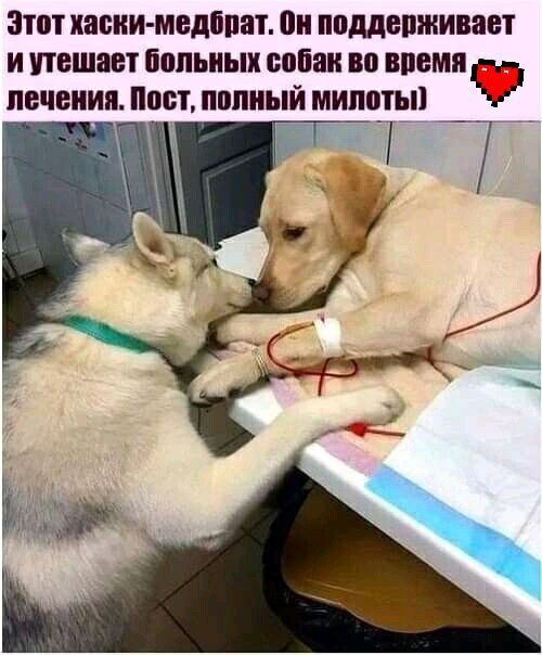 этот капии медбпат пи подерживает и утешает попьиык собак во впемп печения наст попный мипоты