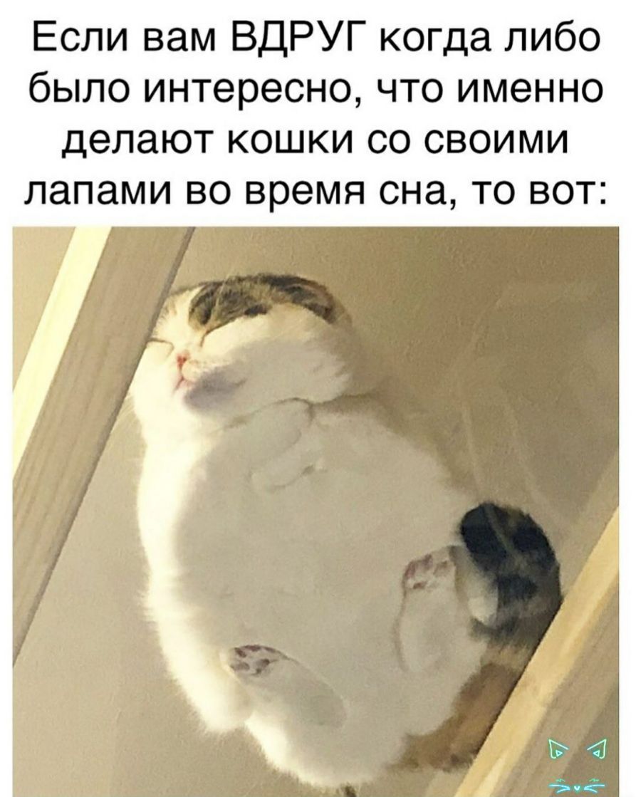 Если вам ВДРУГ когда либо было интересно что именно делают кошки со своими лапами во время она то вот