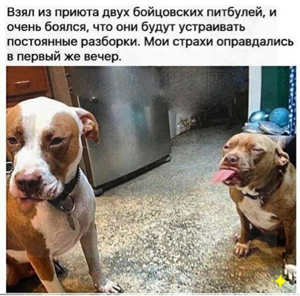 Взял из приюта двух бойцовских питбулей и очень боялся что они будут устраивать постоянные разборки Мои страхи оправдались в первый же вечер