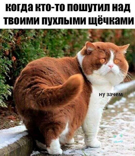 когда ито то пошутил над твоими пшшыми щёчнами