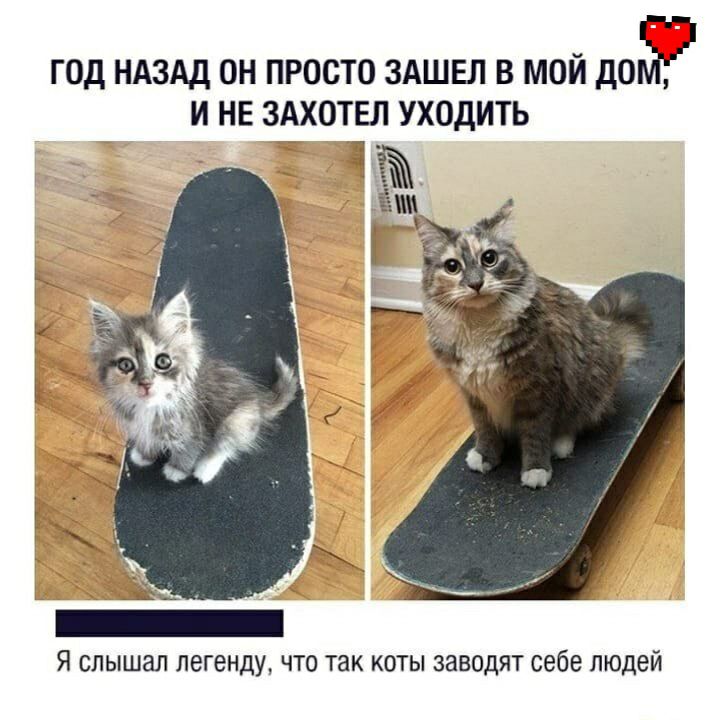 ГОД НАЗАД ОН ПРОСТО ЗАШЕЛ В МОЙ ДОЁЭ И НЕ ЗАХОТЕЛ УХОДИТЬ Я слышал легенду что так коты заводят себе людей