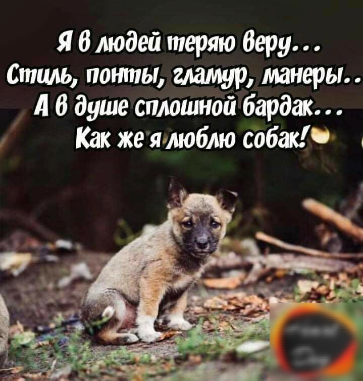Я 6 людей теряю беру Стиль помпы гламур манеры д В душе сплошной бардак Как же яиюблю собак Н