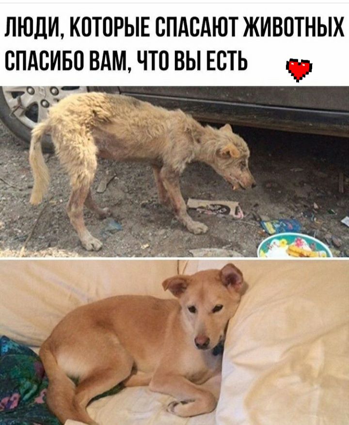ЛЮДИ КОТОРЫЕ СПАСАЮТ ЖИВОТНЫХ СПАСИБО ВАМ ЧТО ВЫ ЕСТЬ іт э