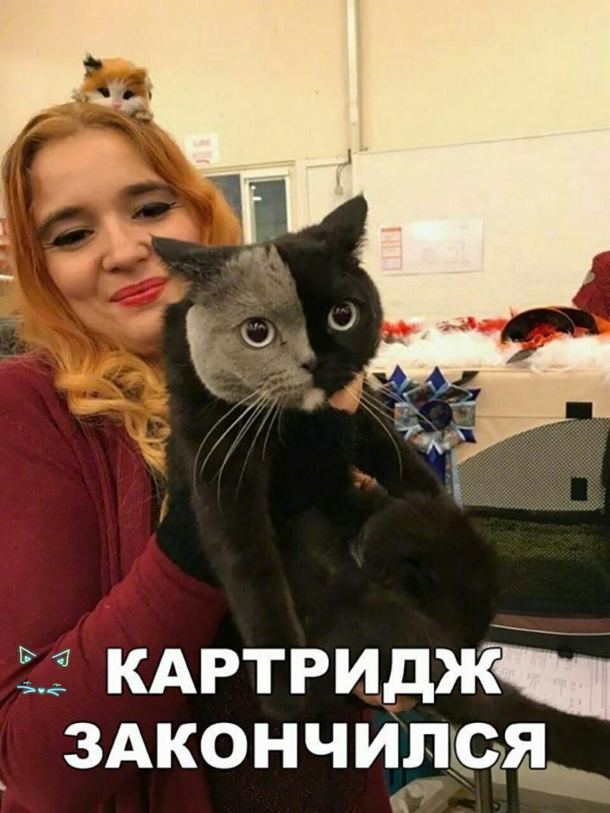53 кдртриджі здкончиддгда