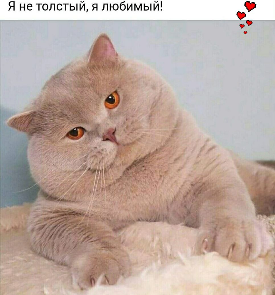Я не толстый я любимы
