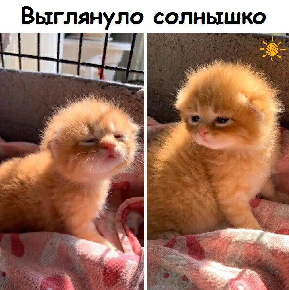 ВЫГЛЯНУЛО СОЛНЫШКО
