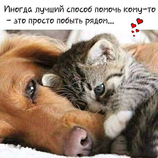 Иногда лучший способ помочь котуто это просто побыть РЯДОМ С