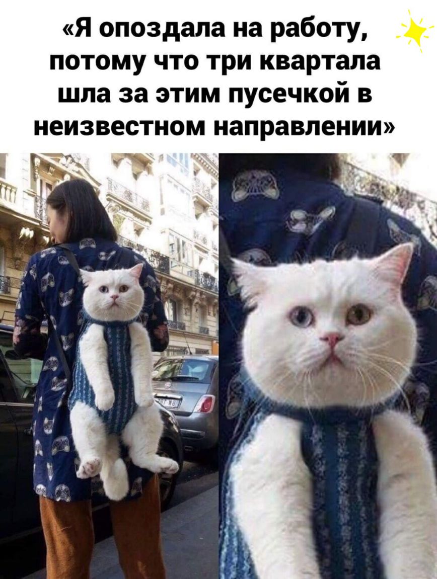 я опоздала на работу потому что три квартала шла за этим пусечкой в неизвестном направлении