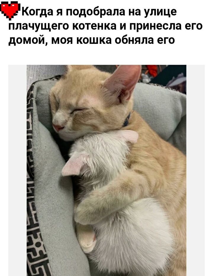___Когда я подобрала на улице плачущего котенка и принесла его домой моя кошка обняла его гц 7