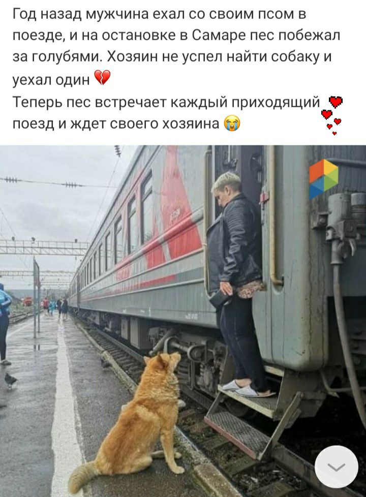 Год назад мужчина ехал со своим псом в поезде и на остановке в Самаре пес побежал за голубями Хозяин не успел найти собаку и уехал один 9 Теперь пес встречает каждый приход поезд и ждет своего хозяина