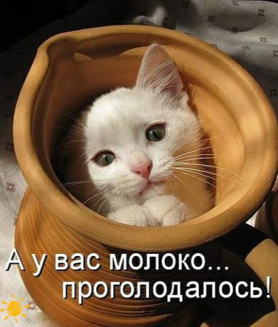 у вас молоко проголодалось