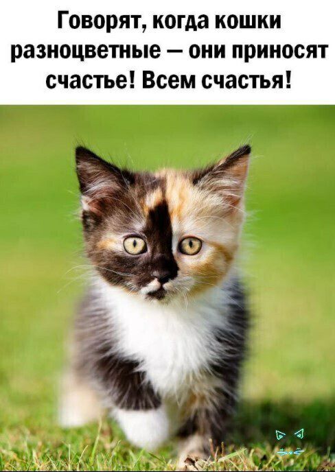 Говорят когда кошки разноцветные они приносят счастье Всем счастья