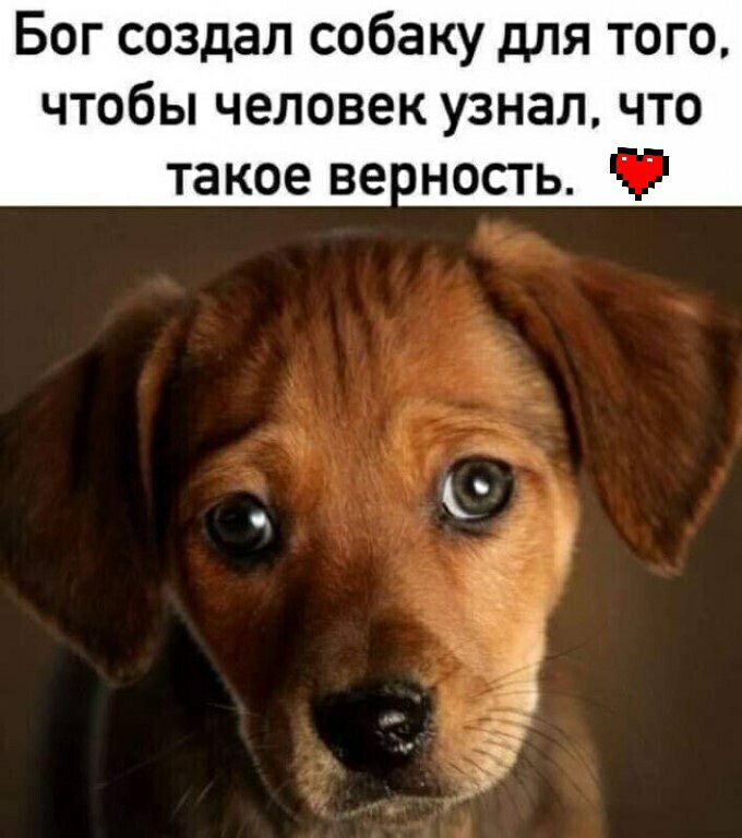 Бог создал собаку для того чтобы человек узнал что такое ве ность