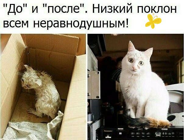 До и после Низкий поклон всем неравнодушным Г
