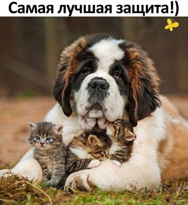 Самая лучшая защита