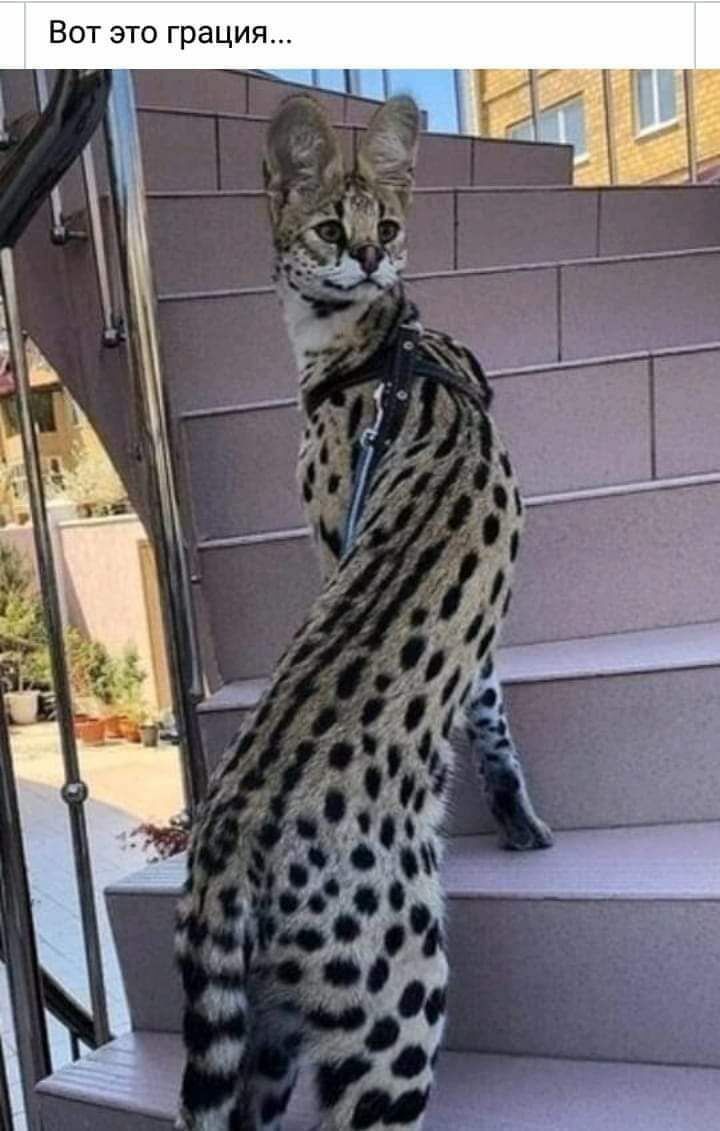 Вот это грация