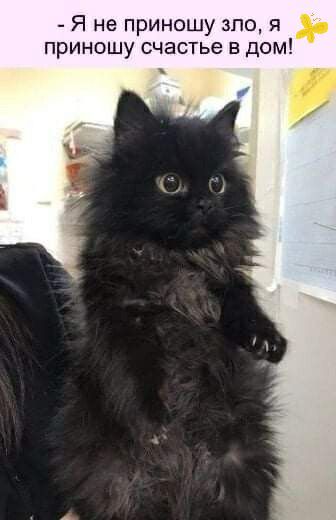 Я не приношу зло я приношу счастье в дом