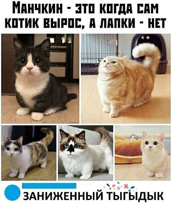 ПНЧКИН НТП КПГдП ППМ КПТИН ВЫРПЕ д ЛНПНИ НЕТ ЗАНИЖЕННЫЙ ТЫГЫДЫК