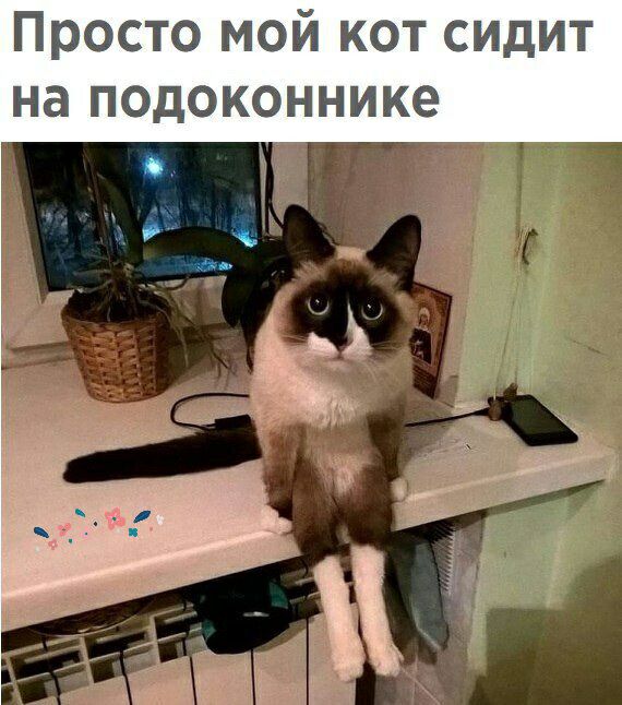 Просто мой кот сидит на подоконнике
