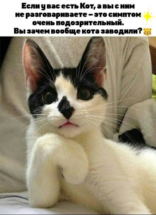 Если и и есть Кот вы ими не рпговярипете это симптом очень подозрительный Вы зачем вообще коп заводили _