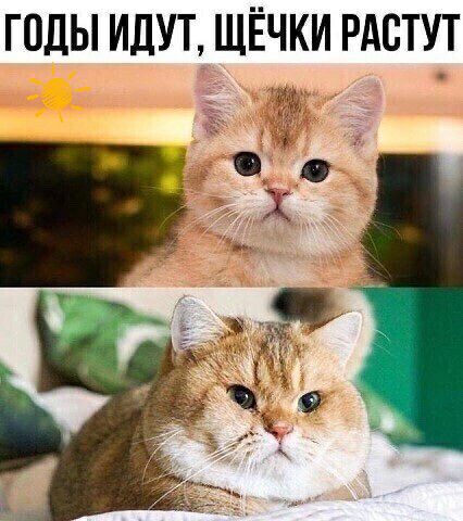 ГОДЫ ИДУТ ЩЁЧКИ РАСТУТ чо _