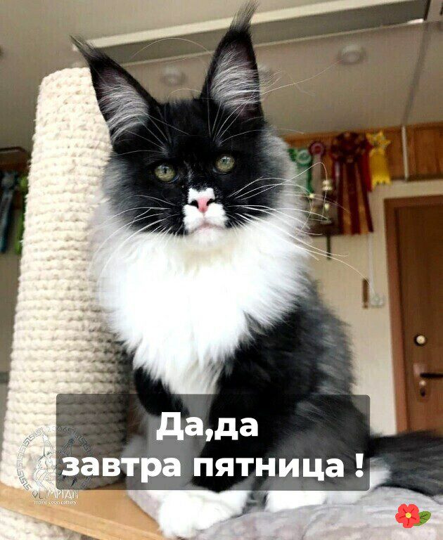 дада Завтра пятница і