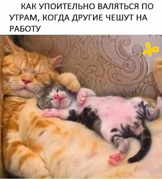 КАК УПОИТЕЛЬНО ВАЛЯТЬСЯ ПО УТРАМ КОГДА ДРУГИЕ ЧЕШУТ НА РАБОТУ