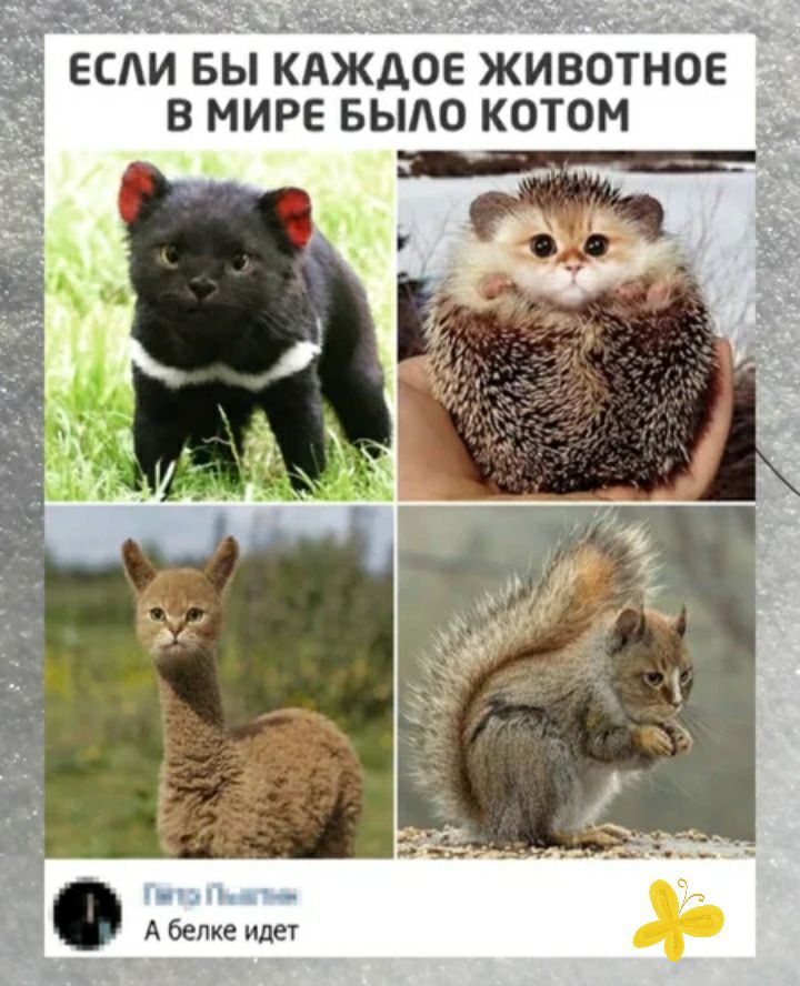 Т САИ БЫ КАЖДОЕ ЖИВОТНОЕ В МИРЕ БЫАО КОТОМ НБ А белке идет