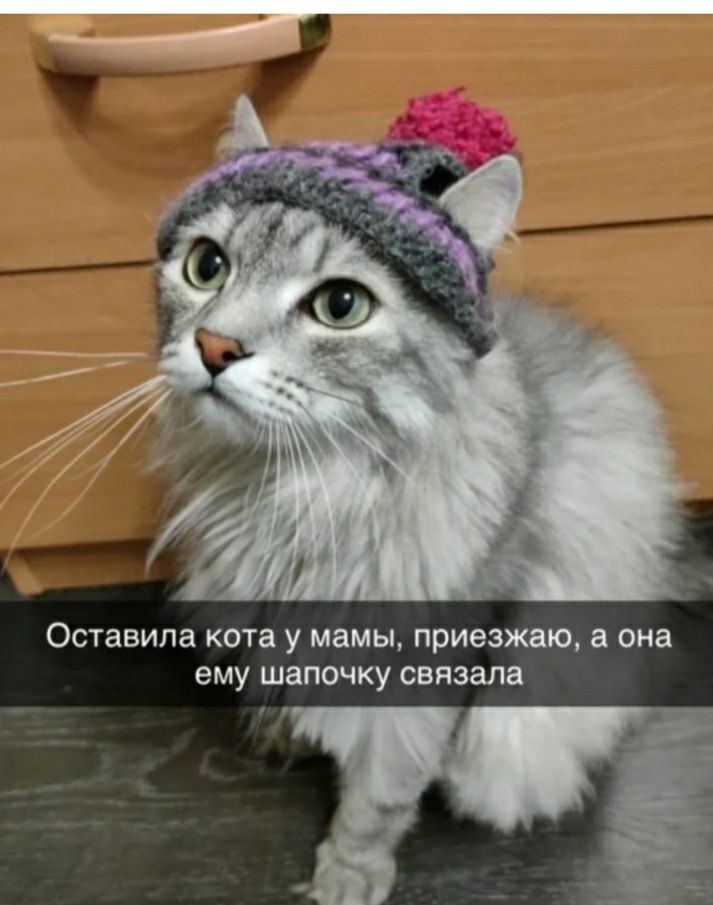 ОСТаВИЛЗ КОТЗ у мамы приезжаю а она ему ШЗПОЧКУ связала
