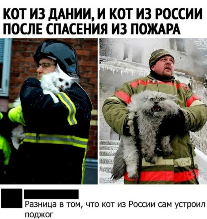 КОТ ИЗ ДАНИИ И КОТ ИЗ РОССИИ _ПОСЛЕ СПАСЕНИЯ ИЗ ПОЖАРА Разница в том что кот из России сам устроил поджог