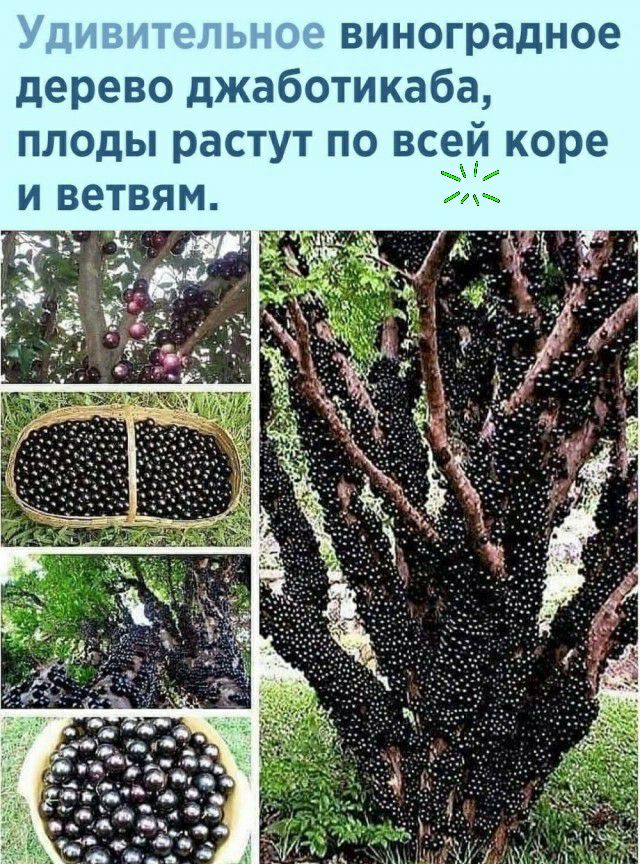 виноградное дерево джаботикаба плоды растут по всей коре и ветвям