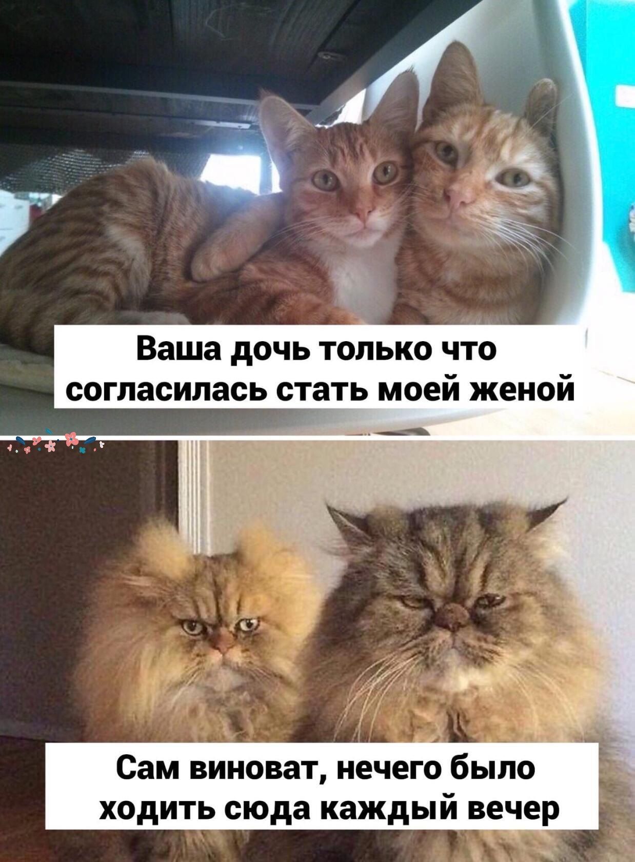 Ваша дочь только что согласилась стать моей женой Сам виноват нечего было ходить сюда каждый вечер