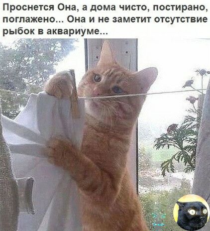 Проснется Она 2 дома чисто постирано поглажеио Она и не заметит отсутствие рыбок в аквариуме