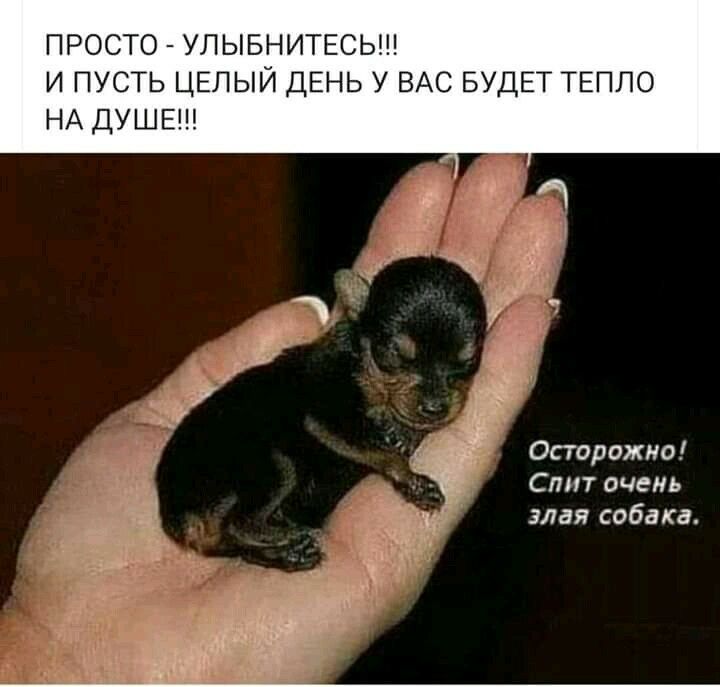 ПРОСТО УЛЫБНИТЕСЬ И ПУСТЬ ЦЕЛЫЙ ДЕНЬ У ВАС БУДЕТ ТЕПЛО НА ДУШЕ Осторожно Спит очень злая собака