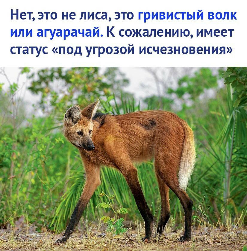 НЕТ ЭТО не ЛИСЗ ЭТО Щ _ _ КСОЖЭЛЕНИЮ имеет