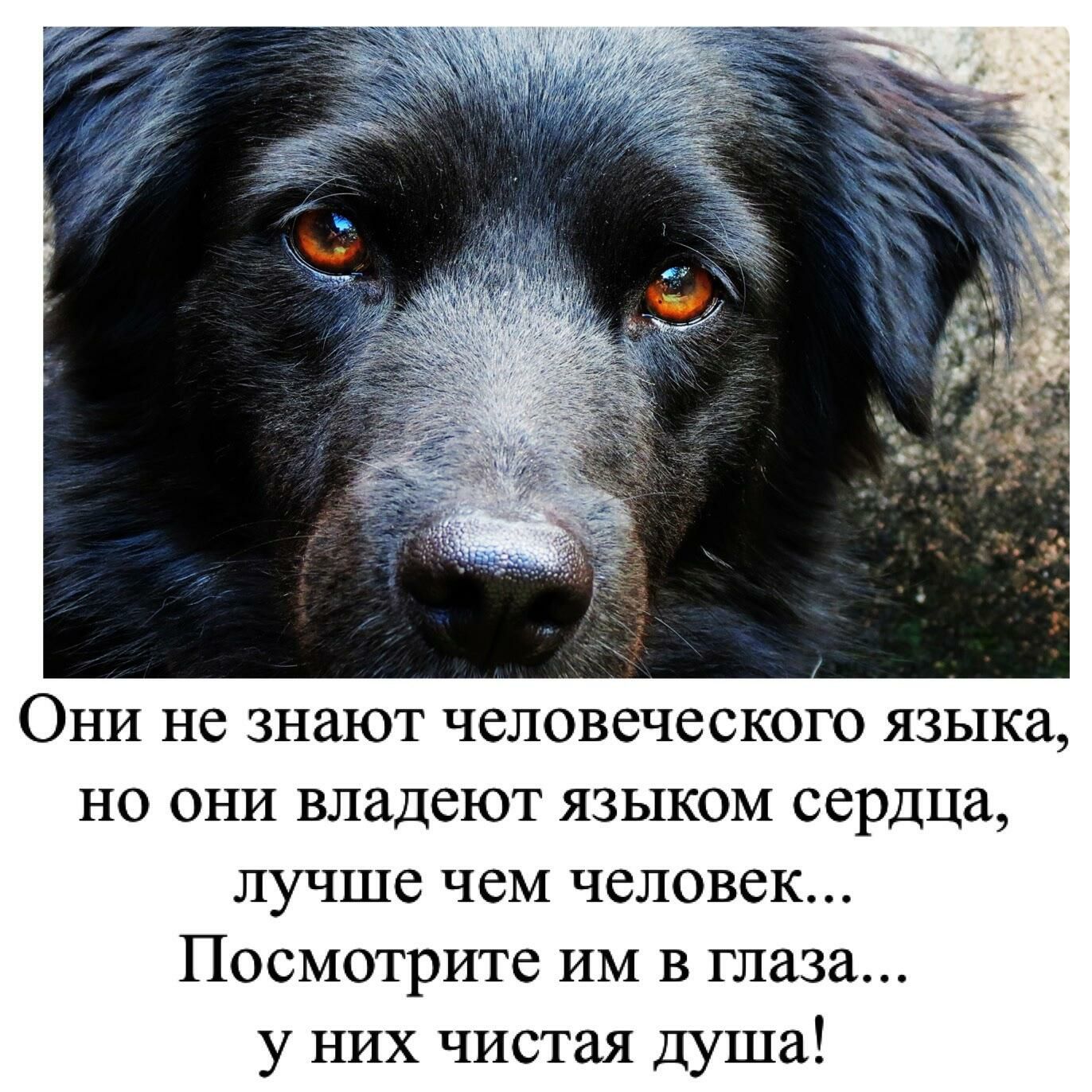 Они не знают человеческого языка но они владеют языком сердца лучше чем человек Посмотрите им в глаза у НИХ чистая душа