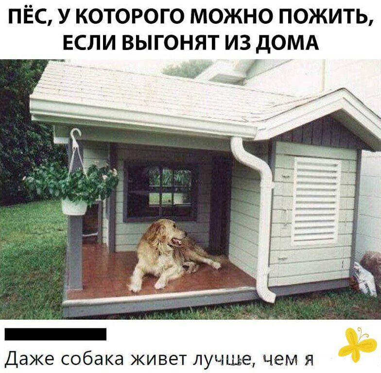 ПЁС У КОТОРОГО МОЖНО ПОЖИТЬ ЕСЛИ ВЫГОНЯТ ИЗ дОМА Даже собака ЖИВЭТ ЛУЧШЕ ЧЕМ Я