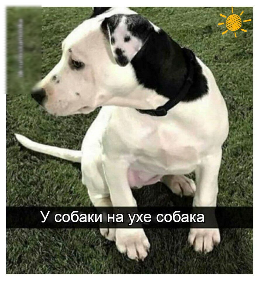 У собаки на ухе собака П