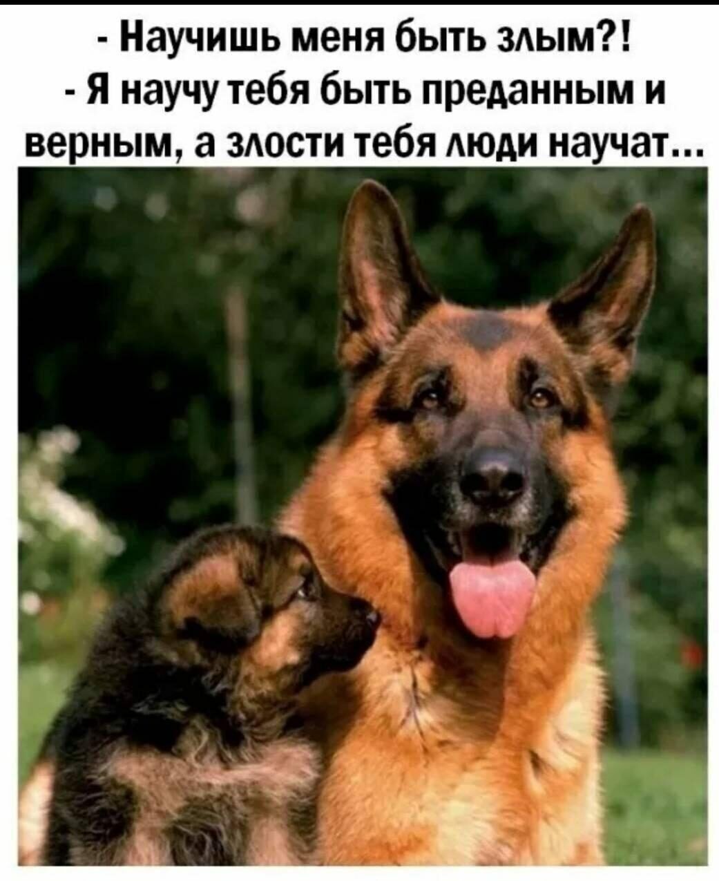 Научишь меня быть здым Я научу тебя быть преданным и верным а ЗАОСТИ тебя АЮАИ научат