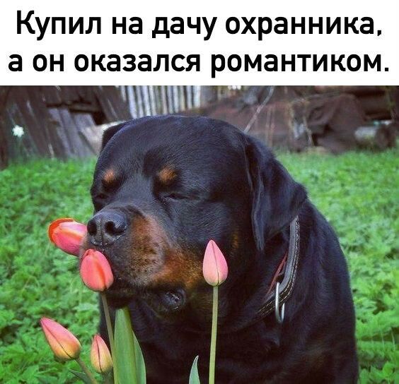 Купил на дачу охранника а он оказался романтиком