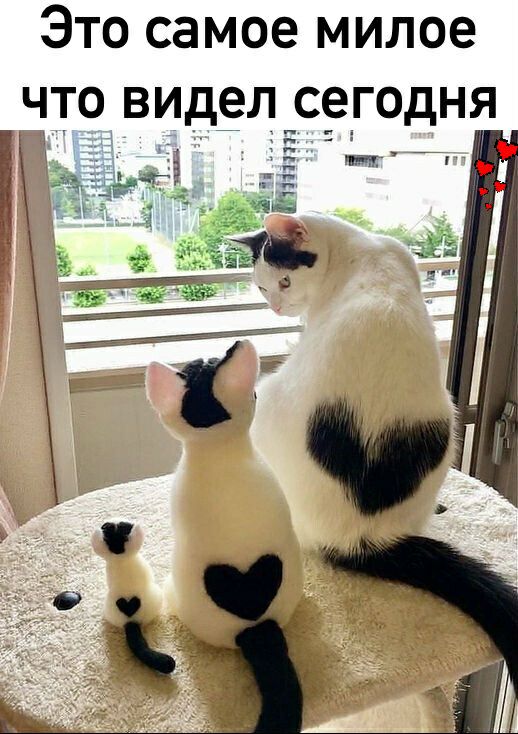 Это самое милое что видел с9годня 133 _ Ъ 3133 пппп Ё