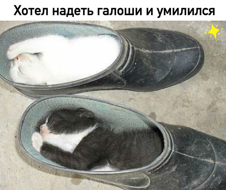 Хотел надеть ГЗЛОШИ И УМИЛИЛСЯ
