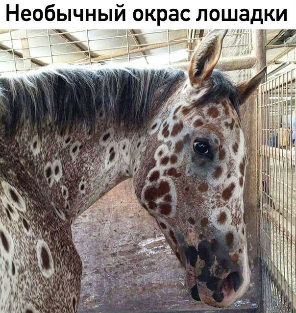Необычный окрас лошадки