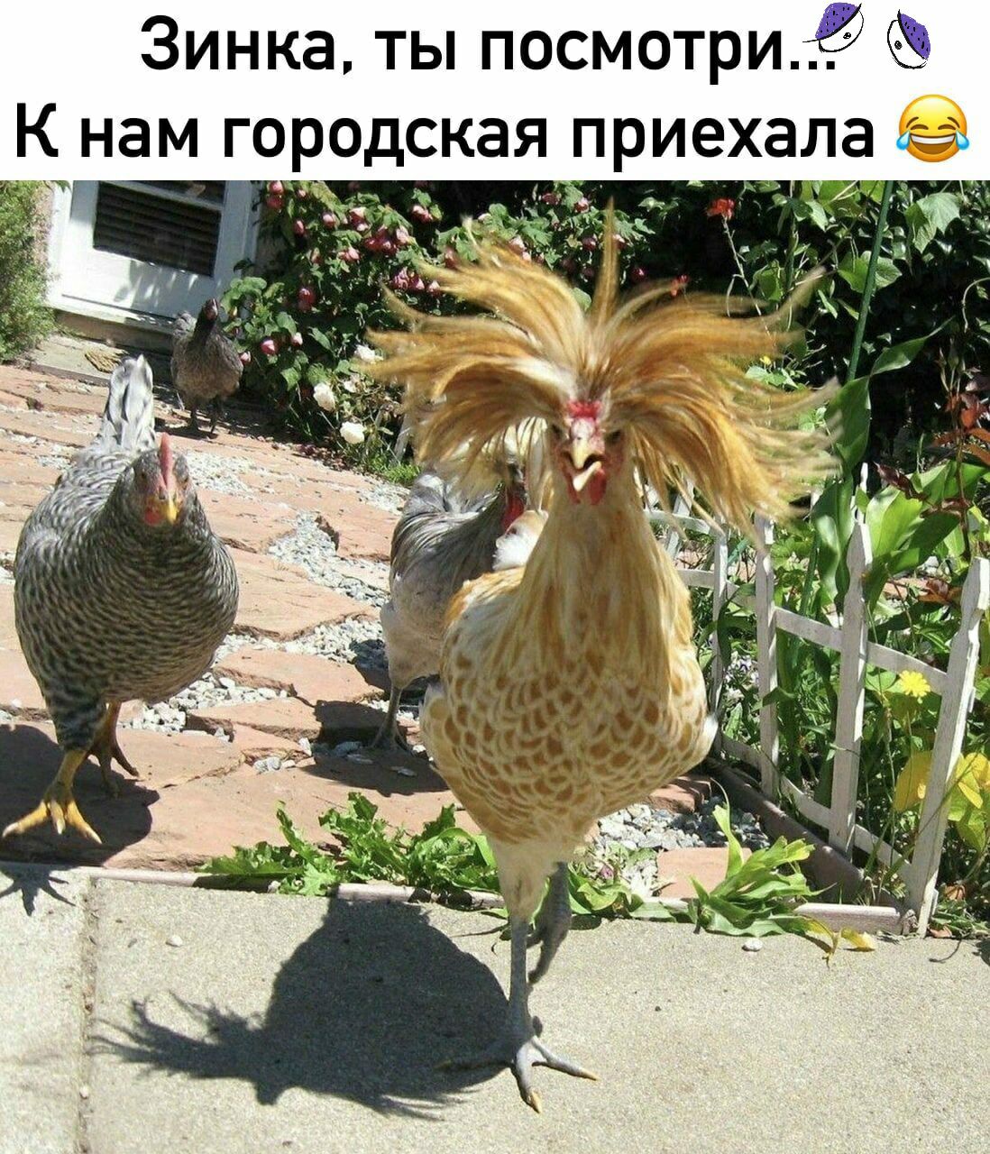 Зинка ты посмотрит К нам городская приехала
