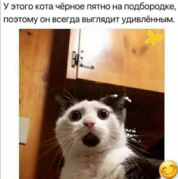 У этого кота чёрное пятно на подбородке поэтому он всегда выглядит удивлённым