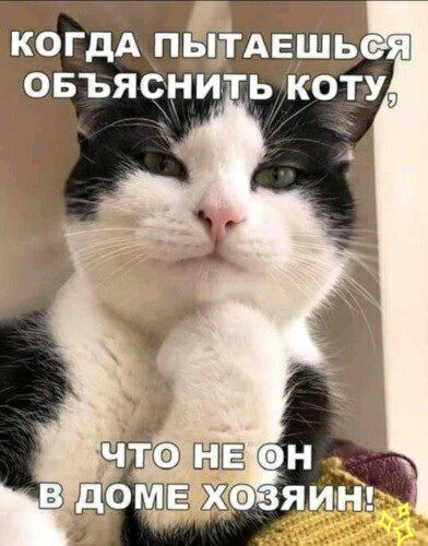 ЪГ когдА пЫітдвшь овъясни ь коту