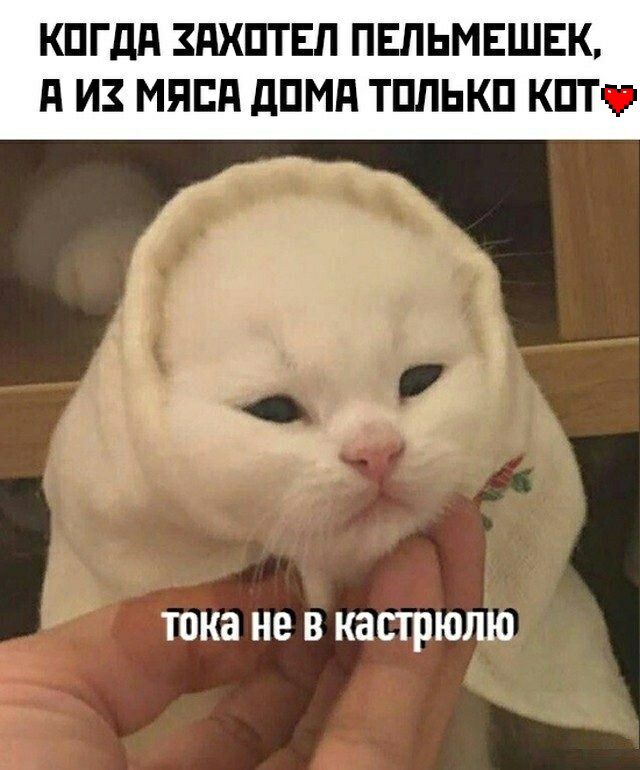 КПГдд ЗдХПТЕП ПЕЛЬМЕШЕК П И ИППП дПМд ТПЛЬКП КПТЧ тока не В кастрюлю